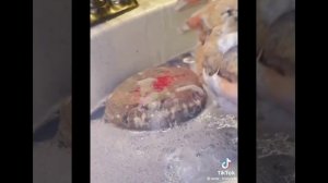 ГУБКИ И ИСТОРИИ /