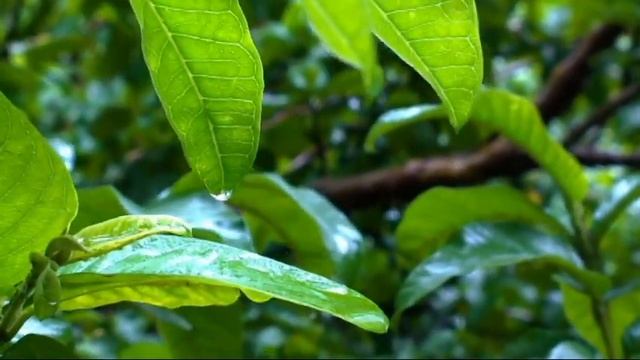 поэзия от всего сердца / Константин Шемякин.Уходят близкие, уходят навсегда /трогательный стих смотреть онлайн