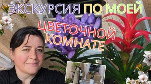 Мои комнатные цветы ? Орхидея Ванда ? Гузмания и многие другие ? Ноябрь ? Просто Мария