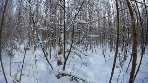 Охота с карело финской лайкой!