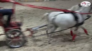 Американские миниатюрные лошади ЭКВИРОС 2016 на ilikepet