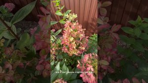Гортензия 9 цветов, знакомьтесь Гортензия метельчатая «(Hydrangea paniculata `Pastelgreen`Renxolor`