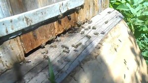 Медосбор с липы.