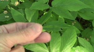 Как вырастить вяз, карагач. Сбор семян. Часть 3.