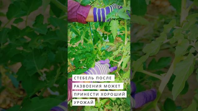 Пасынки и раздвоение стебля на томатах - что куда? #дача #огород #сад  #garden #овощи #томаты #лето