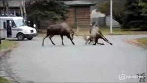 Красота животных в природе