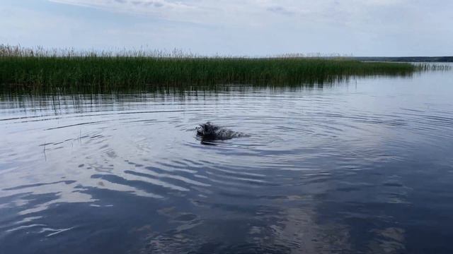 Счастливая прогулка акитоса смотреть онлайн