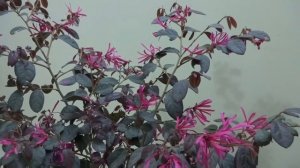 Loropetalum/Chinese Fringe flower plant Care,Propagation and perfect potting soil