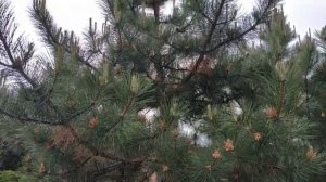 Алея красных каштанов ( red chestnut )