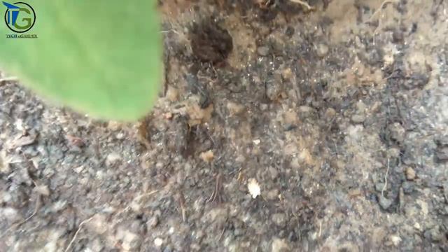 Petunias :: How to Plant, Grow, and Care for Petunias смотреть онлайн