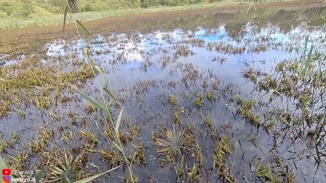 Шок! Этого пруда скоро не станет. Пруд зарастает телорезом/ Свой пруд на даче с рыбой и раками