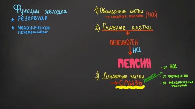 Пищеварительная система • строение и функции ЖКТ смотреть онлайн