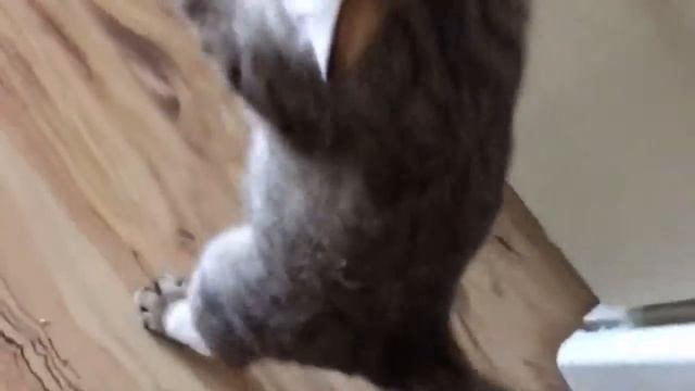 Кошка учится ходить на задних лапах смотреть онлайн