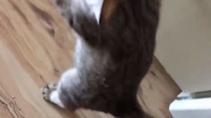 Кошка учится ходить на задних лапах