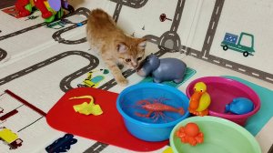 Мама купила котятам новые водные игрушки.