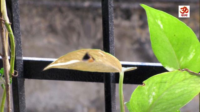 বডত মনপলনট রখর 5 ট বশষ নয়ম  5 Tips for keeping Money Plant at home