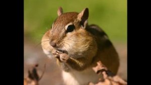 Бурундук свистит