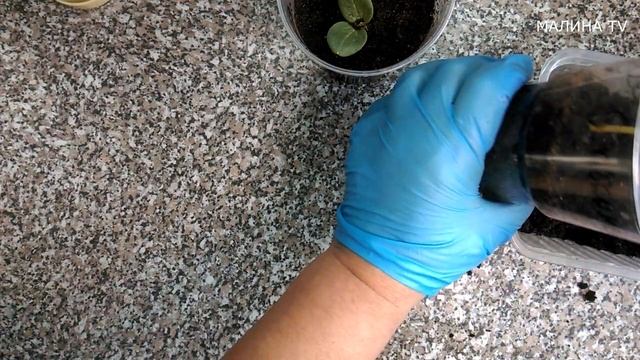 Вытянулась рассада арбуза или огурца? Не спешите выбрасывать! Проверенный способ! смотреть онлайн