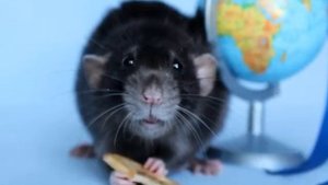 Уход за домашними крысами