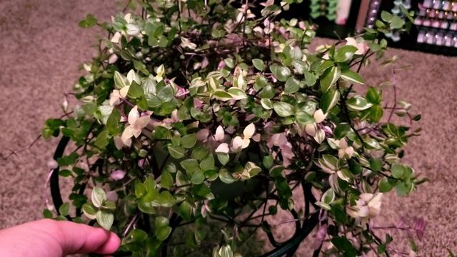 UPDATE Callisia Repens Bianca or Bolivian Jew 01 Part 003 | Indoor Gardening | Plant Vlog 127 смотреть онлайн