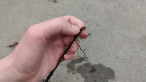 Неприятный сюрприз - первая поросль шиповника от привитой розы! Как распознать?