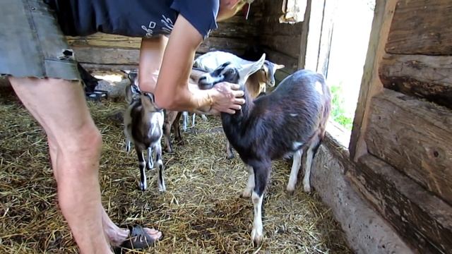Девичье вымя и молоко смотреть онлайн