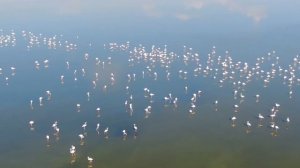 Flamingo at Larnaka Salt Lake with drone