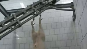 Линия убоя свиней 1