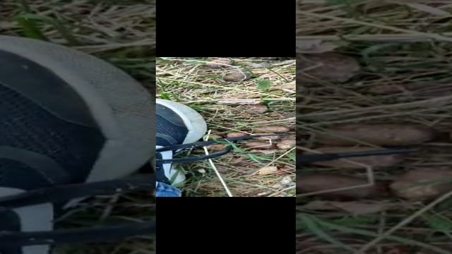 Берёзовая роща
