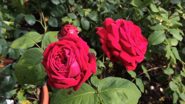 Eclair Rose | Old Antique Rose | Highly Fragrant | Red Rose | Harwood Rose Garden | Rose Review | смотреть онлайн