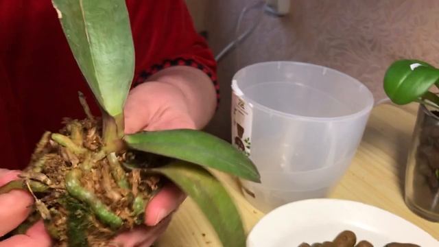 #Орхидеи. Сокровище Будды в размере 2,5. Пересадка азиатского подростка смотреть онлайн