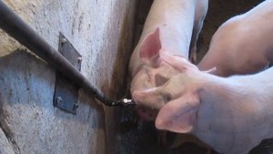 Ниппельные поилки для свиней своими руками часть 2