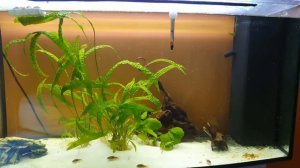 Гаммарус, мормыш, бокоплав в аквариуме. Эксперимент номер 2. И страшный аквариум? #astronotus#мормы