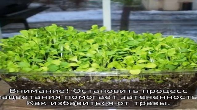Трава портулак огородный: как бороться