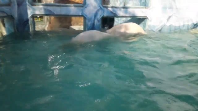 Белые медведи В Сафари-Парке Геленджика смотреть онлайн