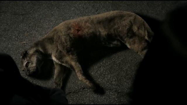 Краткий обзор сериала Волчонок