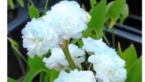 Стрелолист обыкновенный