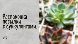 Распаковка посылки с суккулентами №5