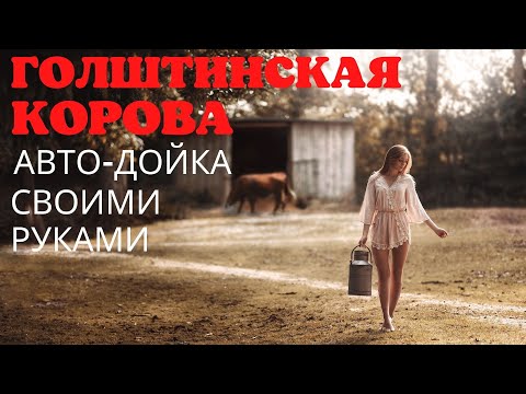 Голштинская корова. Автоматическая дойка коровы