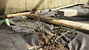 Почвопокровные розы для начинающих. Роза Грэхам Томас на штамбе своими руками.