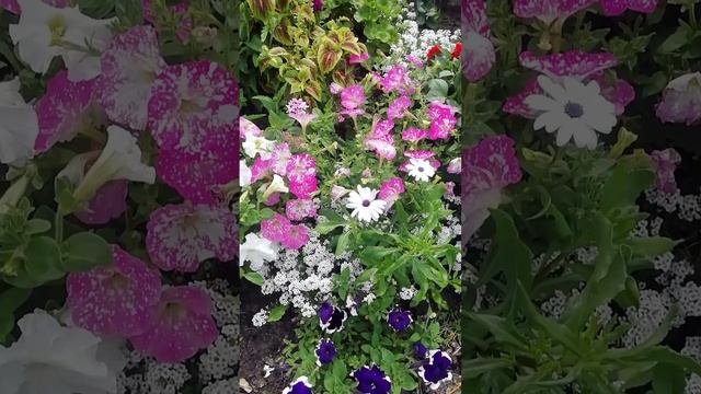 Петуния, остиоспермум и колеус на клумбе. ?