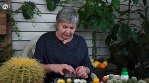 Кактус ?Посадка и Уход ? Полезные советы