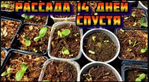 Моя рассада спустя 14 дней после посадки  Огурцы, помидоры, сладкий перец