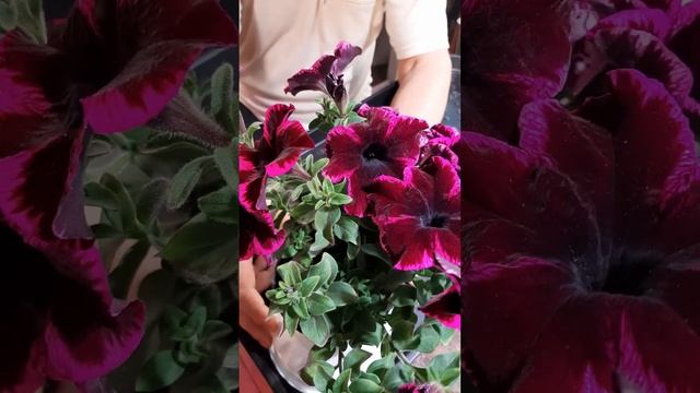 [Цветы] Обзор петунии GO! TUNIA COSMIC PINK