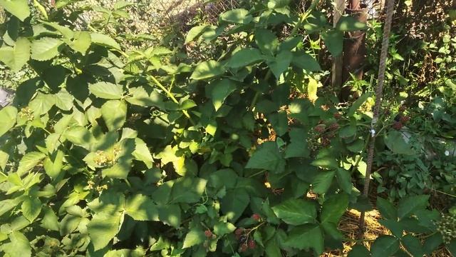 ежевика Гай,сигнальное плодоношение куста второго года вегетации смотреть онлайн