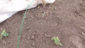 Роза Кордана - продолжение.  Пересажена в ОГ