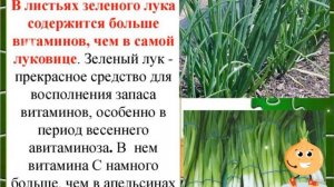 ЗЕЛЕНЫЙ ЛУК. ЧЕМ ПОЛЕЗЕН ЛУК.  ЗЕЛЕНЫЙ ЛУК - ПОЛЬЗА И ВРЕД.