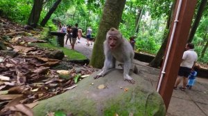 Лес обезьян. Убуд, о Бали, Индонезия. Sacred Monkey Forest Sanctuary