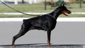 Ринговка для собак: что это такое и для чего нужно