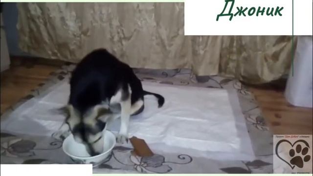 Джоник